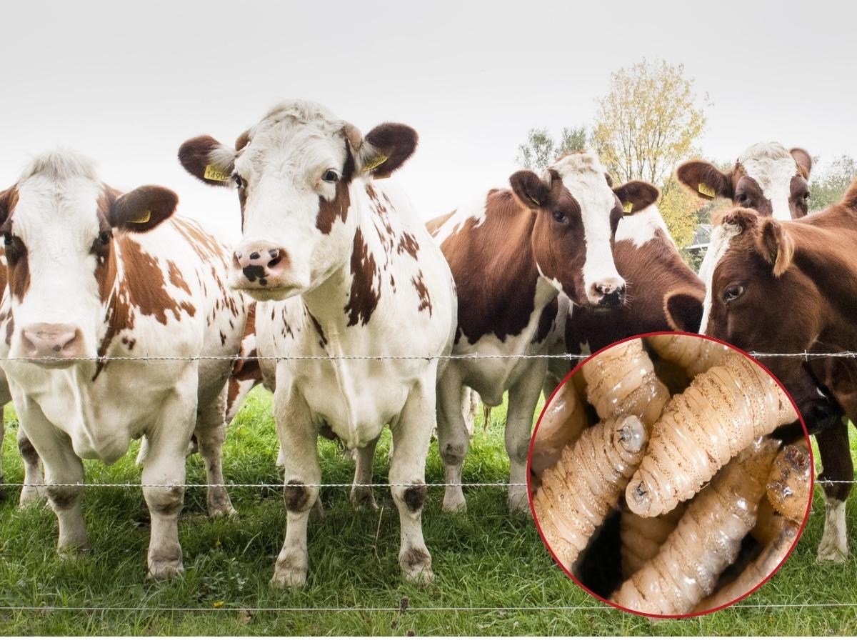 Guatemala tomará medidas de seguridad con el ganado proveniente de Honduras