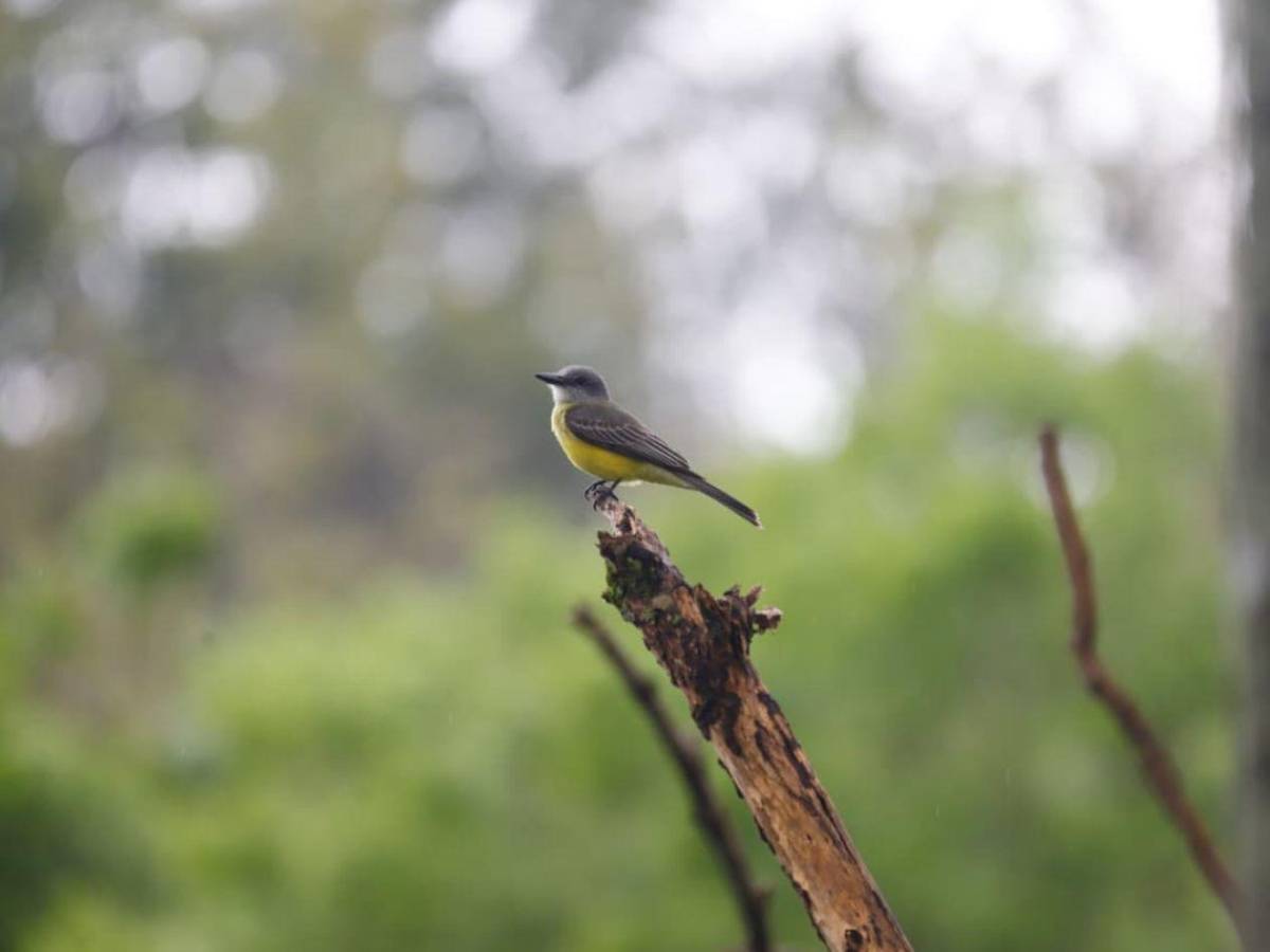 San Pedro Sula tiene su primera Reserva Natural Perpetua