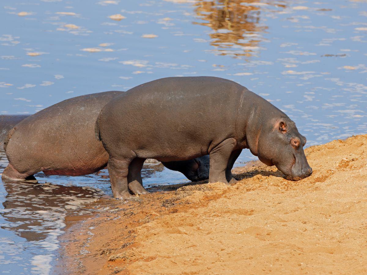 Este será el triste final de los hipopótamos de Pablo Escobar