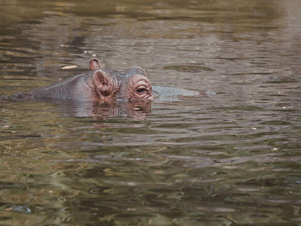 Este será el triste final de los hipopótamos de Pablo Escobar