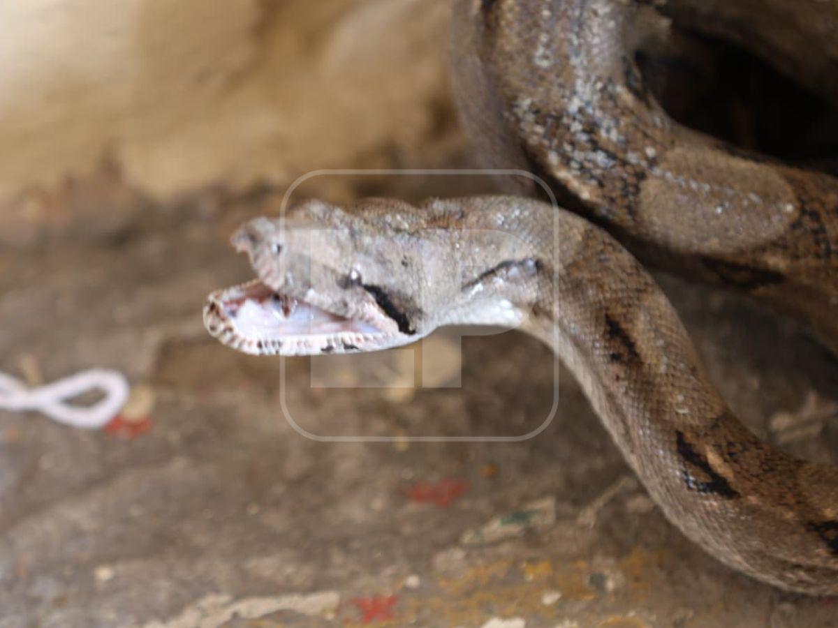 Boa hallada en la capital habría ingresado oculta en carro importado desde USA