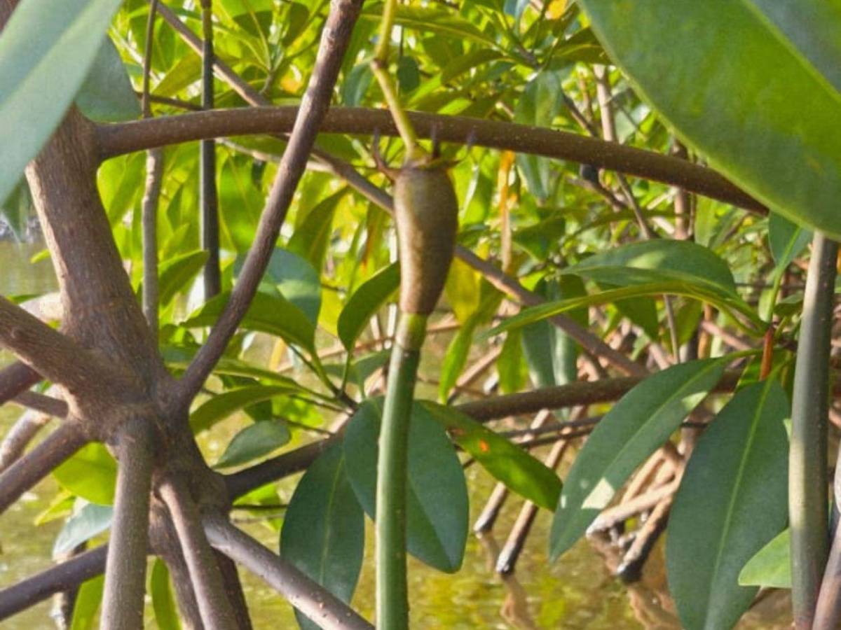 Regresa a la vida la laguna de Centeno con 37,000 mangles en Omoa