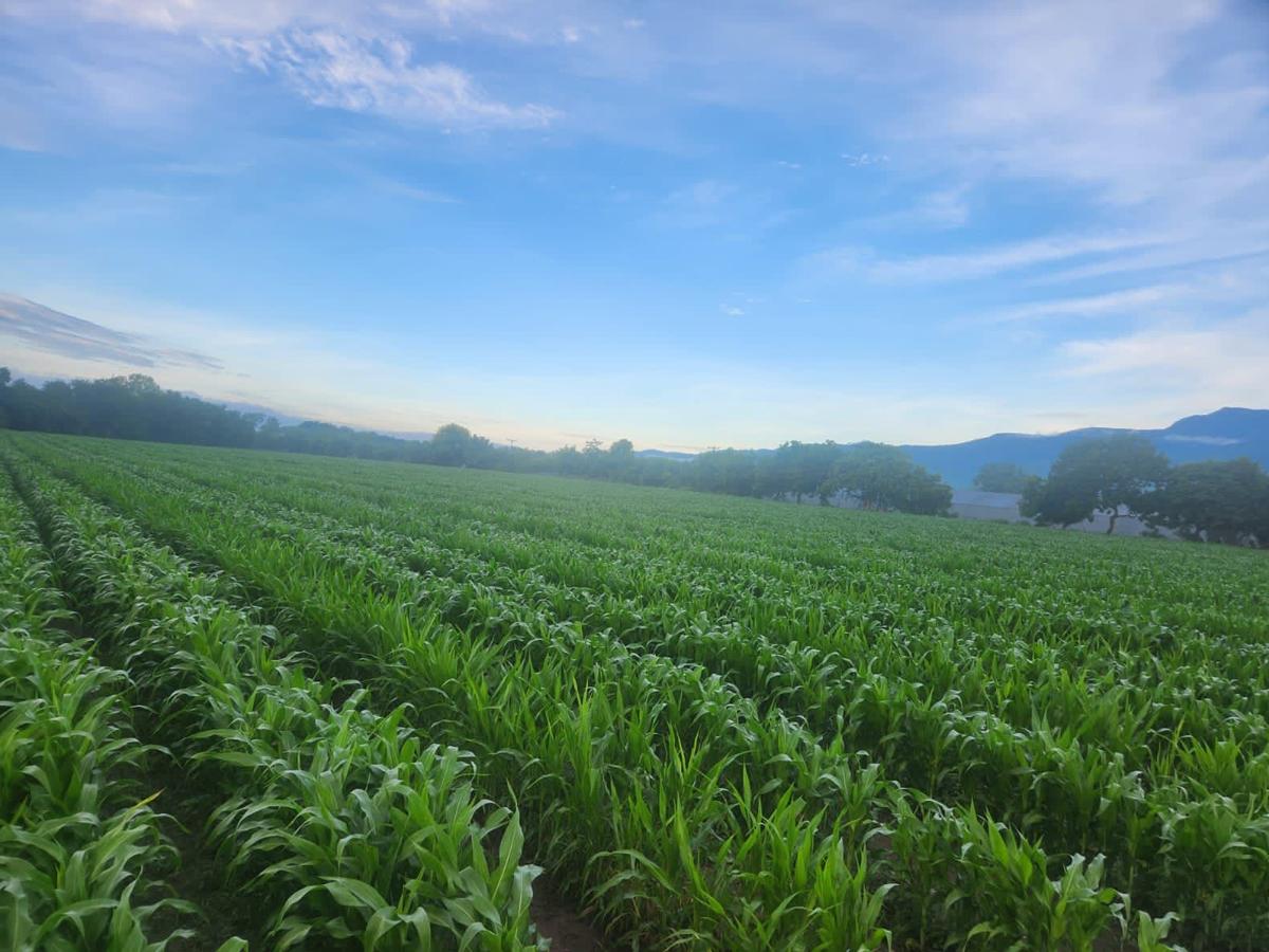 Se espera en 2024 y 2025 con fondos del BCIE, ampliar la oferta a un Programa de Crédito para la Agroindustria y Cajas Rurales.