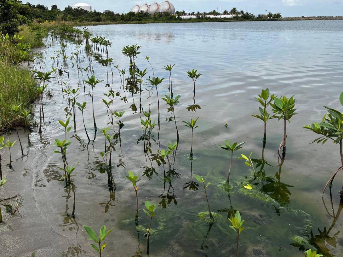 Regresa a la vida la laguna de Centeno con 37,000 mangles en Omoa