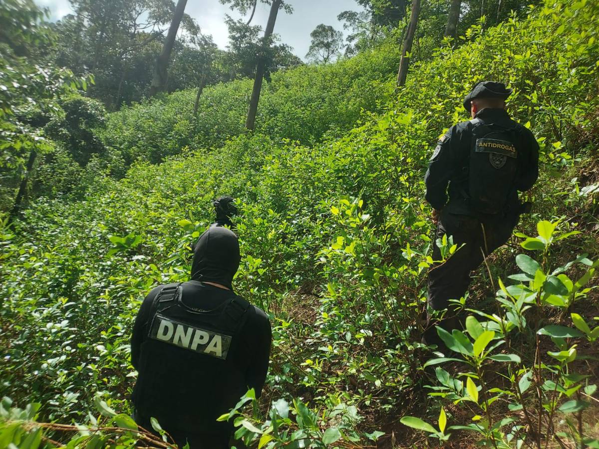 Localizan plantación de coca y narcolaboratorio en Colón