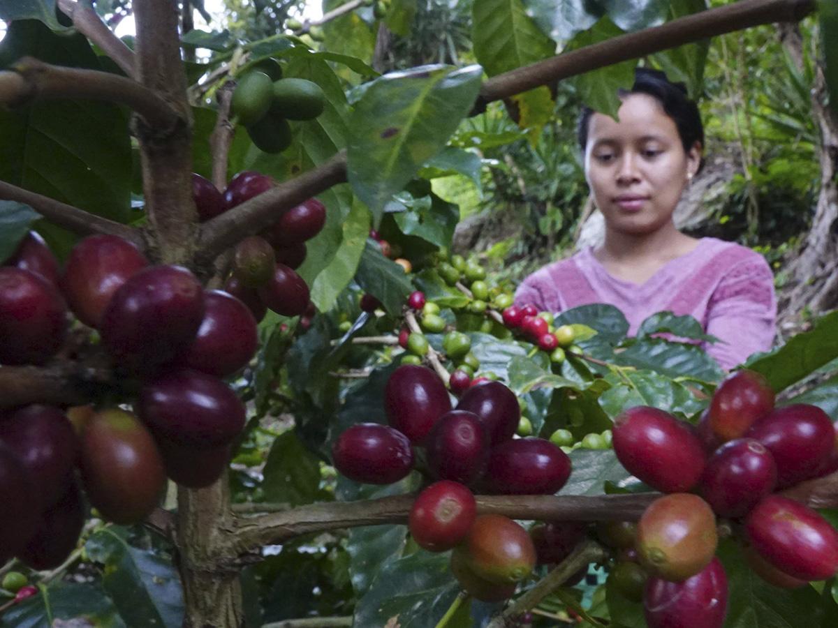 Certifican 11 empresas de café y 9 de camarón para exportar a China