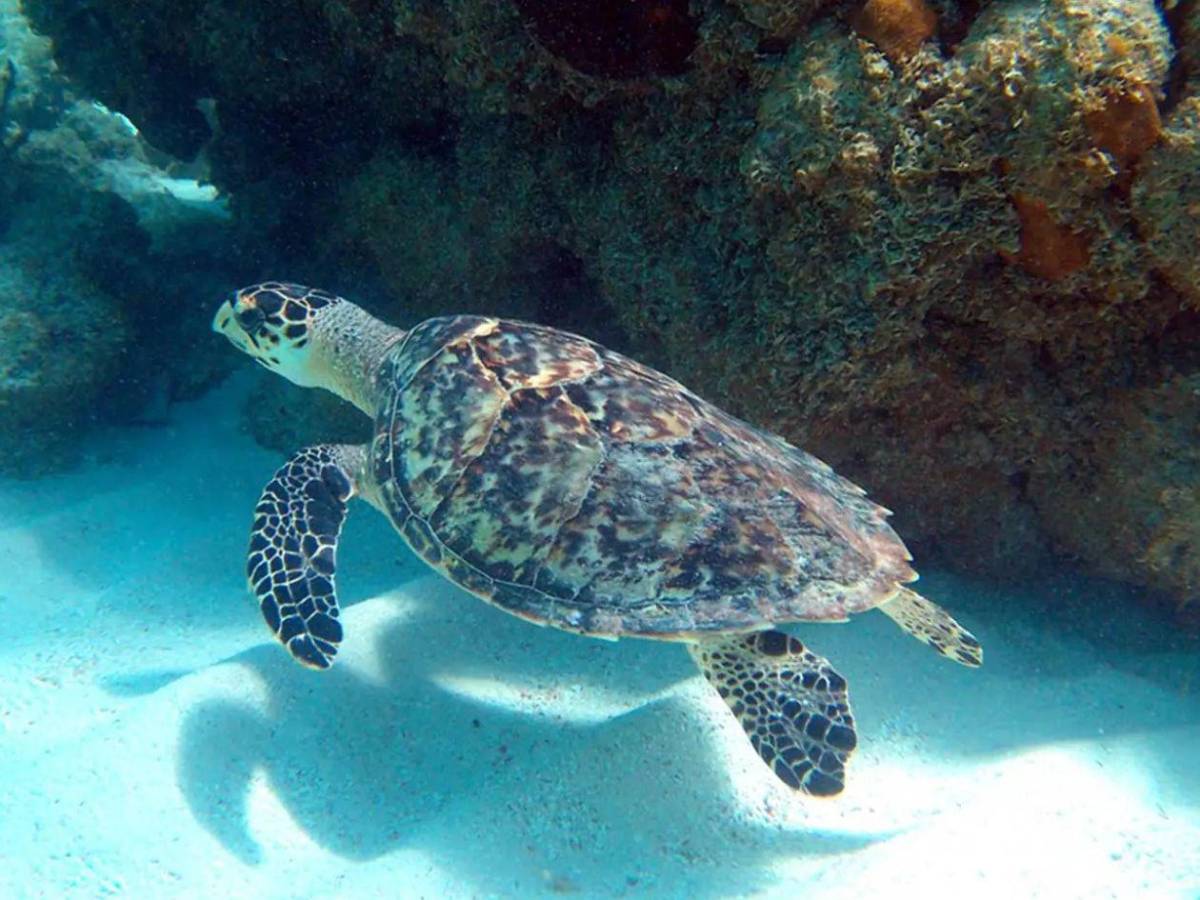 Estas son las impresionantes playas de Honduras que puedes visitar en Semana Santa 2026