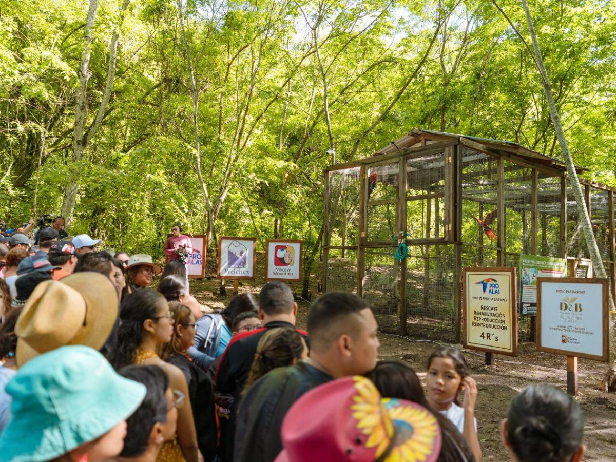 La vida se abre paso en Copán: nacen nuevos polluelos de guacamaya roja