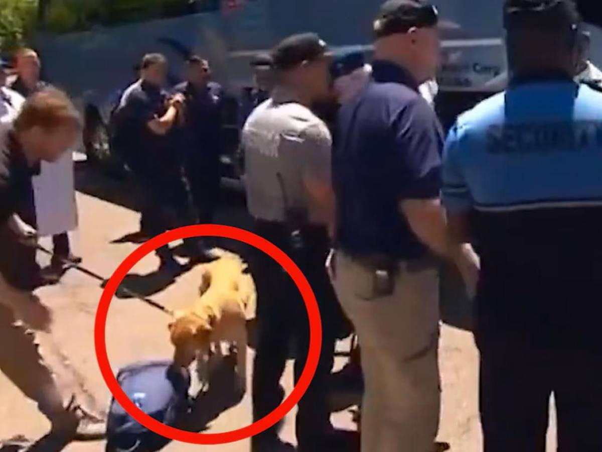 Como criminales: EEUU recibe con cacheos y perros rastreadores a selecciones del Mundial
