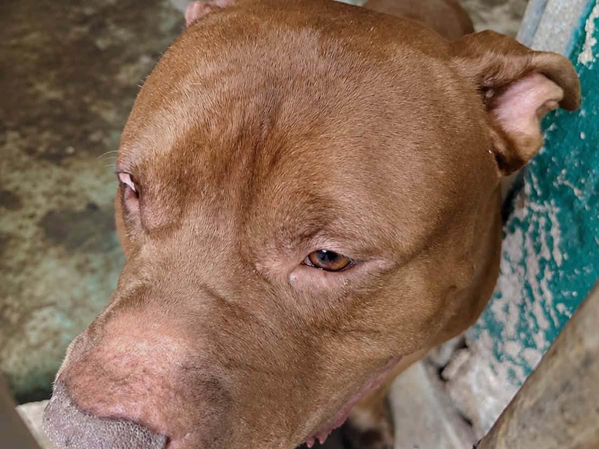 Muerte de dueño de pitbull da nuevo giro: lesiones y machete abren dudas en la investigación