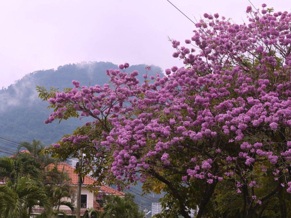 San Pedro Sula se viste de rosa con la floración de los macuelizos