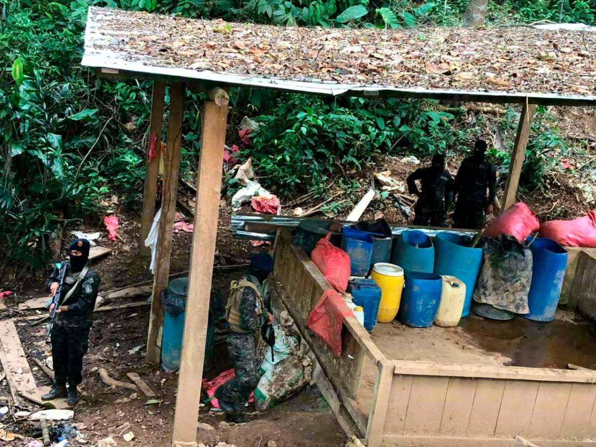 Histórica incautación de 1.6 millones de plantas de coca en Colón