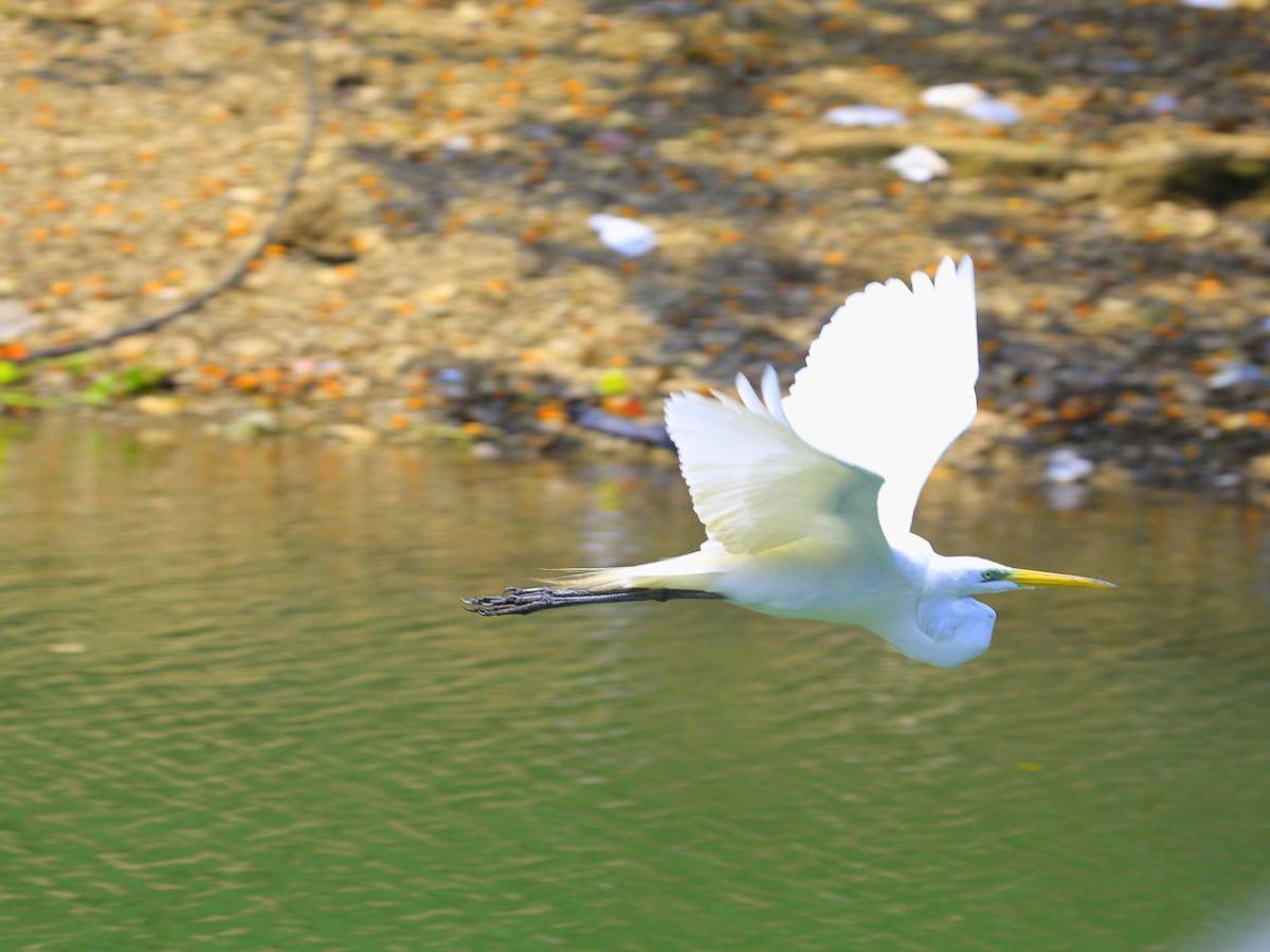 Explora las maravillas del Lago de Yojoa