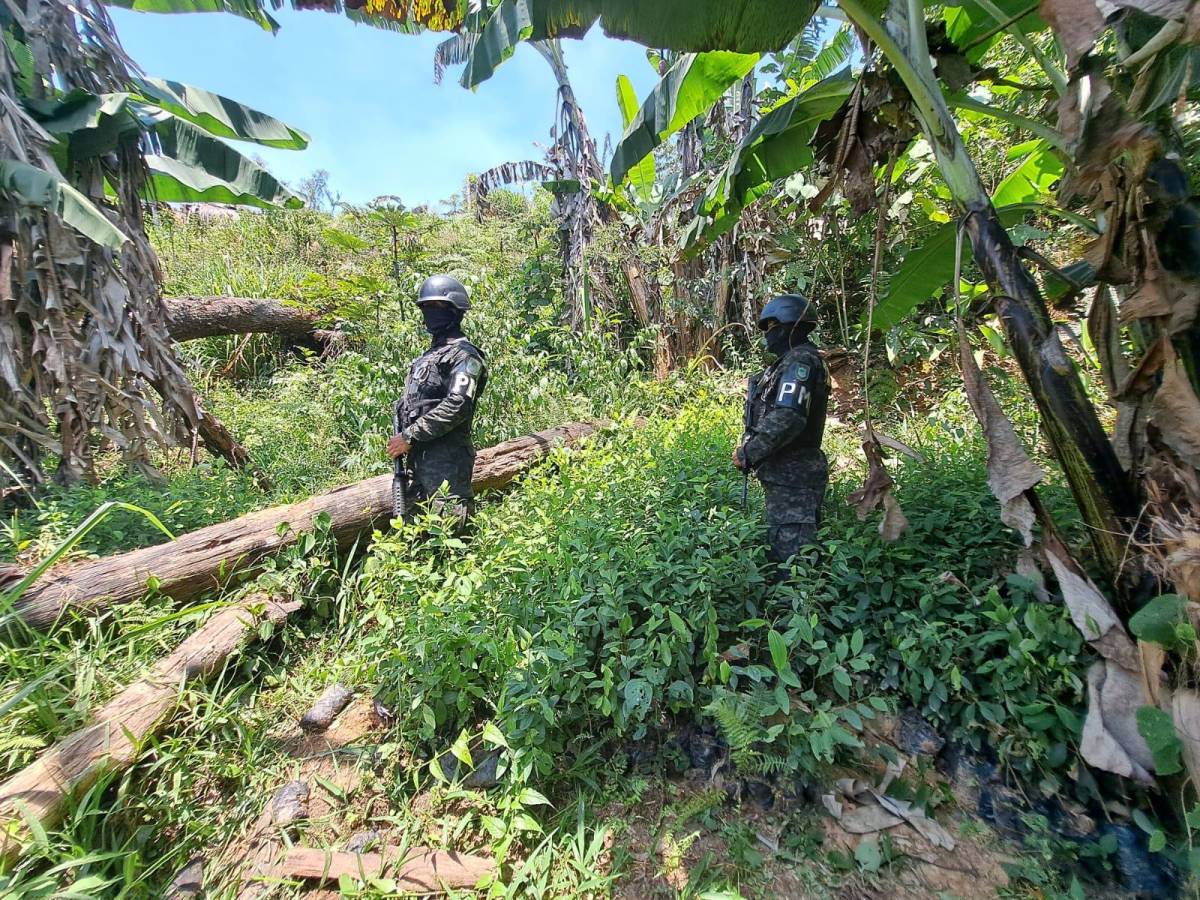 Fueron incautadas unas 23.000 plantas de hojas de coca.