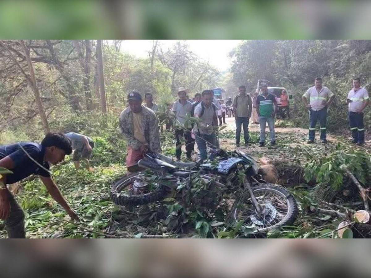 Maestro en motocicleta muere al caerle un árbol en Santa Bárbara