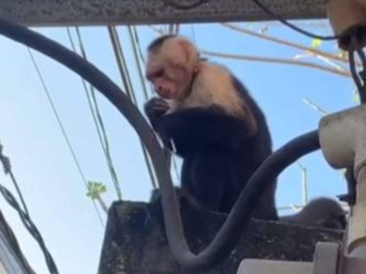 Hondureño halla a mono cepillándose los dientes en su casa