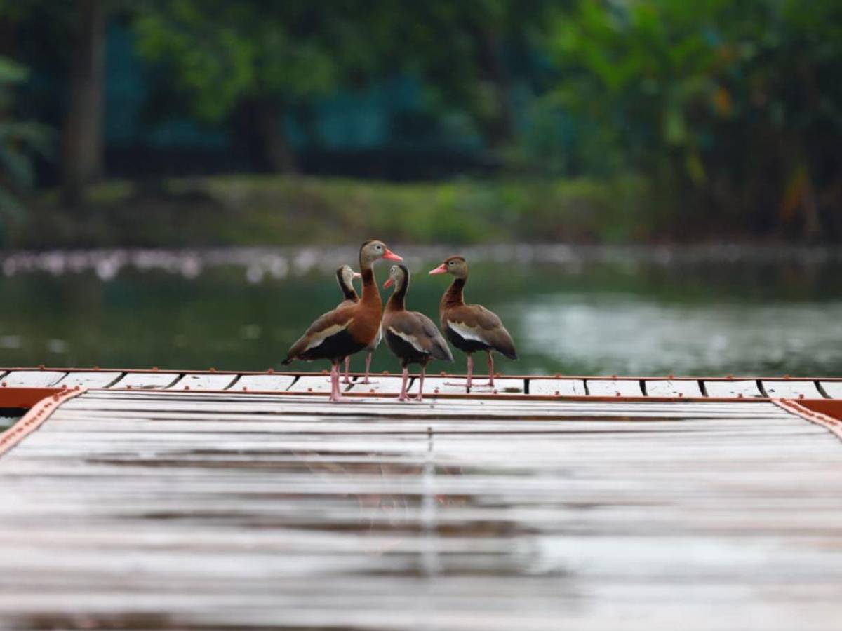 San Pedro Sula tiene su primera Reserva Natural Perpetua