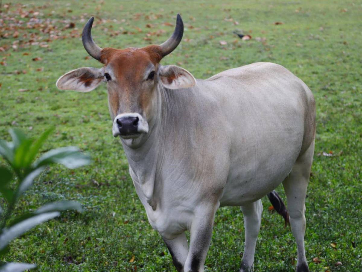 San Pedro Sula tiene su primera Reserva Natural Perpetua