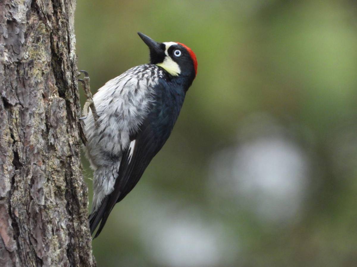 Honduras protege su tesoro natural: impulsa plan para salvar su biodiversidad