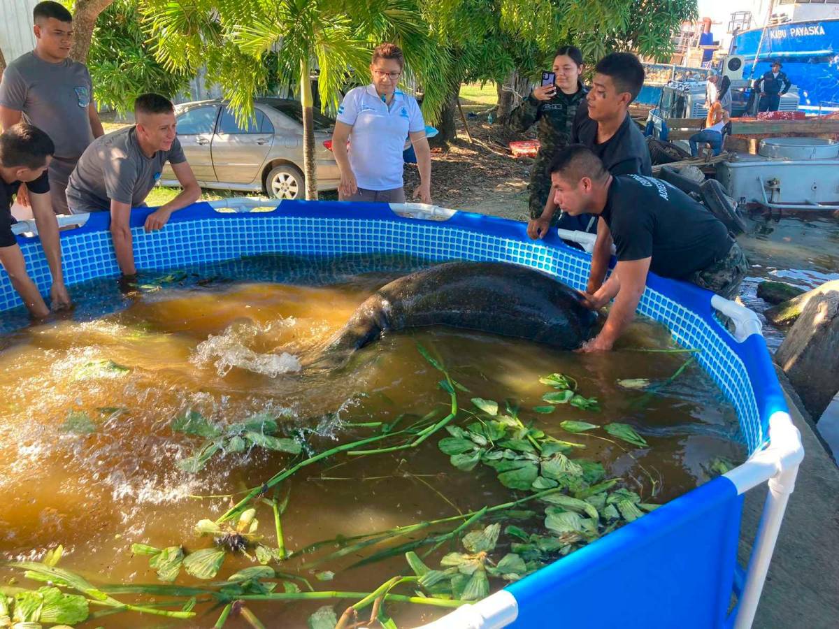 Descartan muerte de manatíes por H5N1 en Puerto Cortés