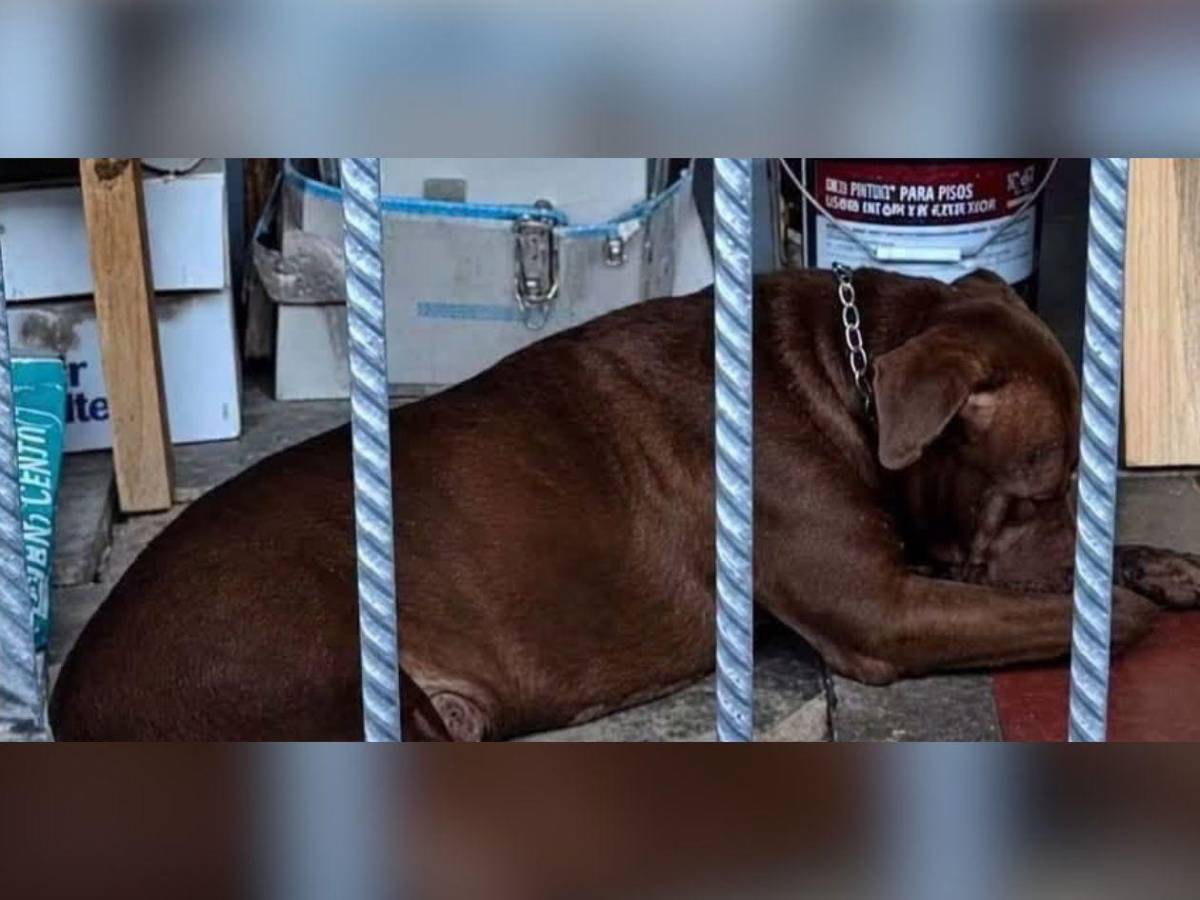 Inesperada decisión sobre Zeus: autoridades lo retiran de su casa