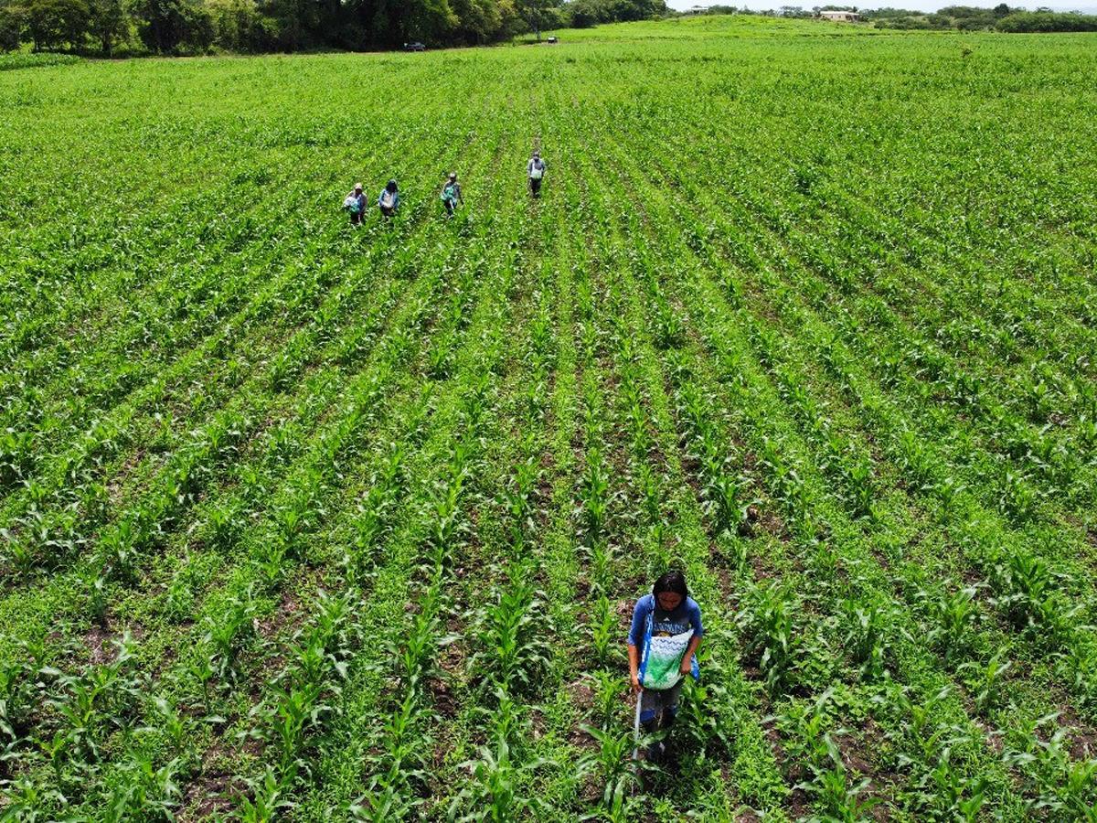 Banadesa también ha invertido en logística con la adquisición de 26 vehículos, así como la reparación de las agencias a nivel nacional, compra de un Data Center (Plataforma tecnológica). Contratación de personal y compra de equipo para oficina.