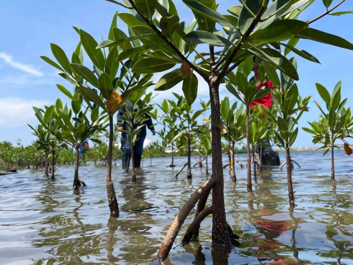 Regresa a la vida la laguna de Centeno con 37,000 mangles en Omoa