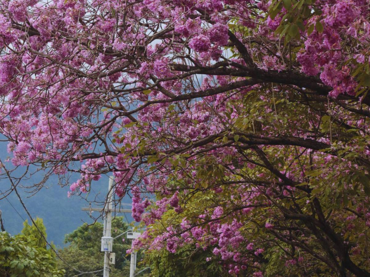 San Pedro Sula se viste de rosa con la floración de los macuelizos