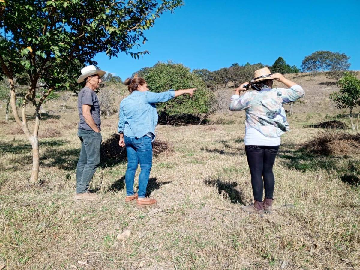 Técnicos del Bono Cafetalero de la subsecretaría de Caficultura identificaron el lugar donde se instalará un vivero en Ocotepeque.