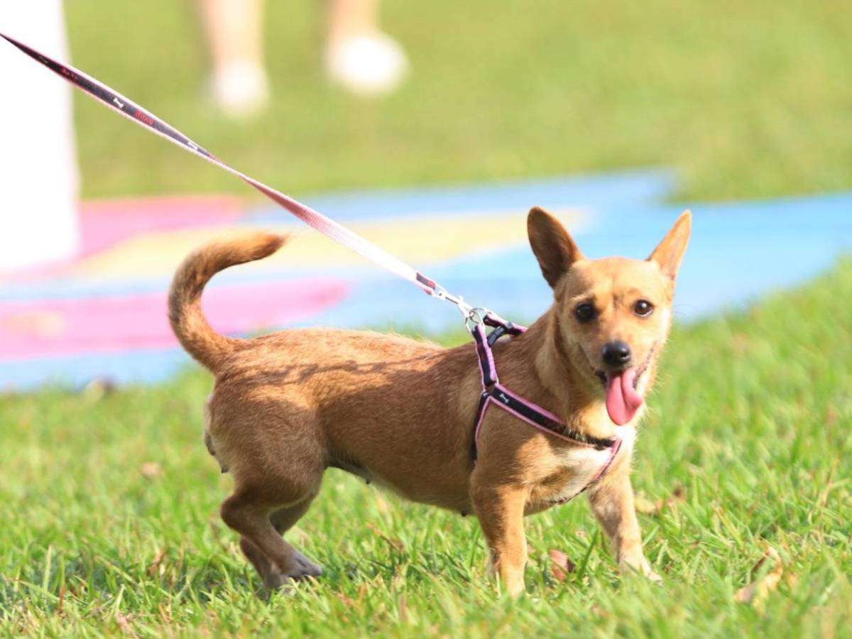 Feria del animalito en la New Horizon, por su 30 aniversario
