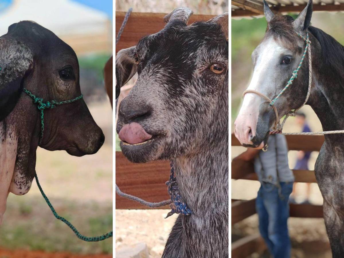 Arada: arte, fe y tradición se encuentran en este rincón de Santa Bárbara