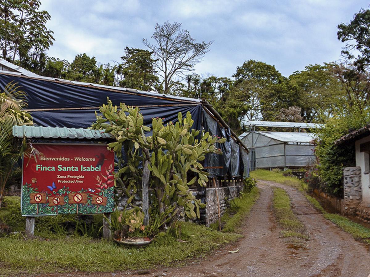 Explora los senderos de Finca Santa Isabel, donde el café se convierte en un patrimonio cultural.