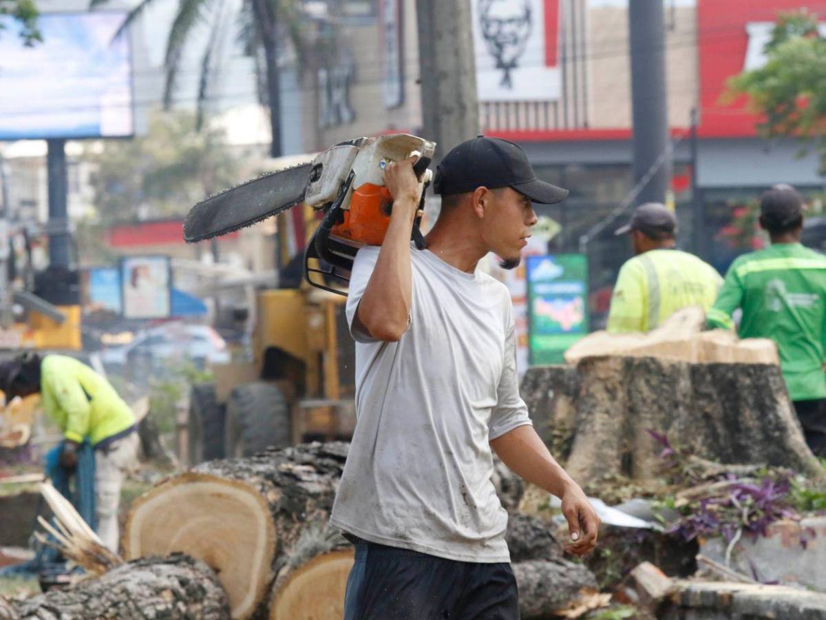 Crimen ambiental en la avenida circunvalación de San Pedro Sula