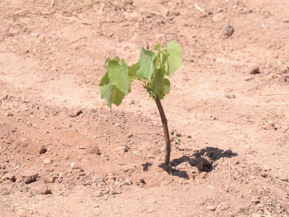 Este proyecto no solo introduce la viticultura en Honduras, sino que también se posiciona como un catalizador para el desarrollo sostenible en la región.