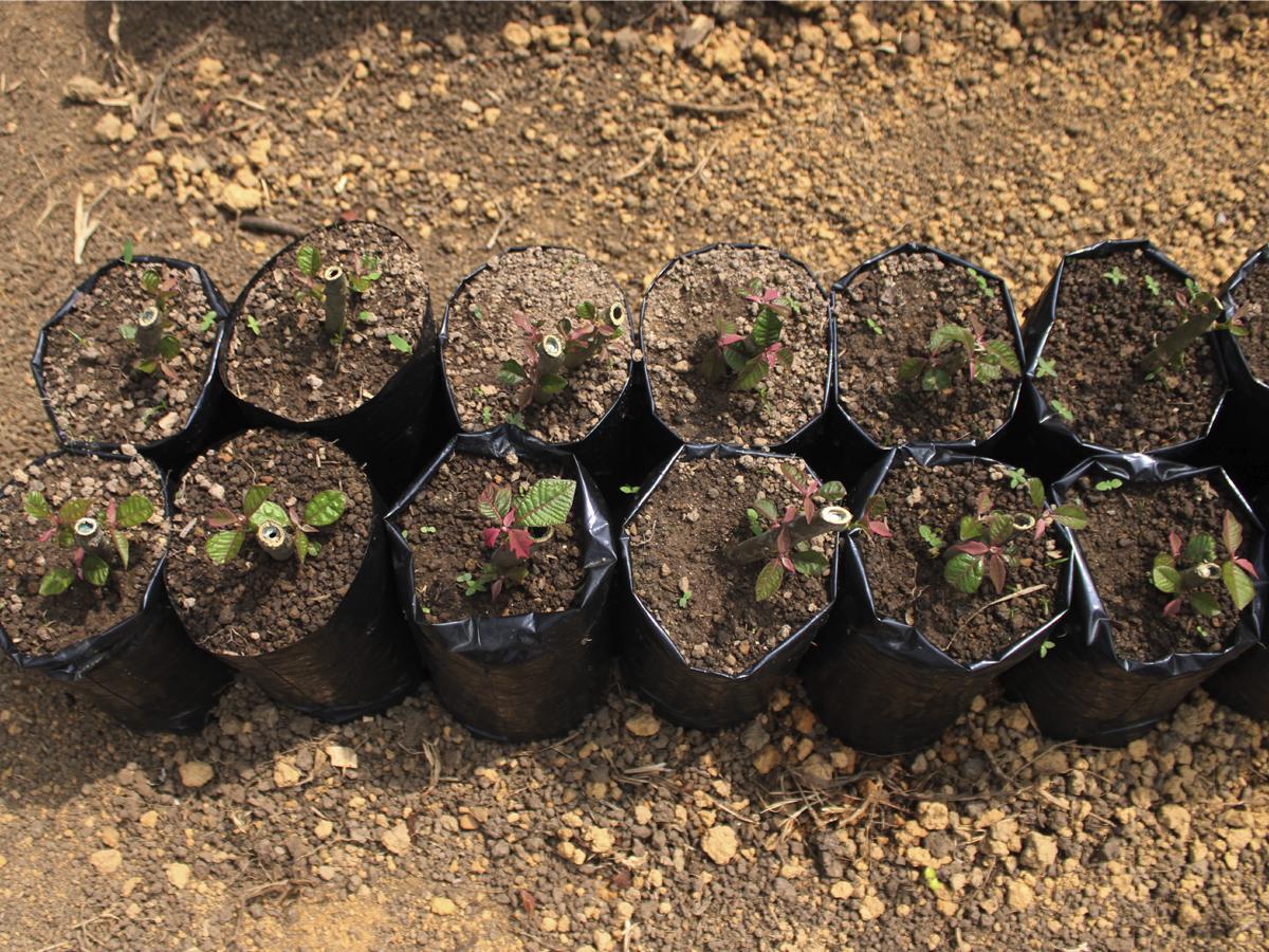En el Banco de Germoplasma tienen una plantación de más de 1,200 pascuas.