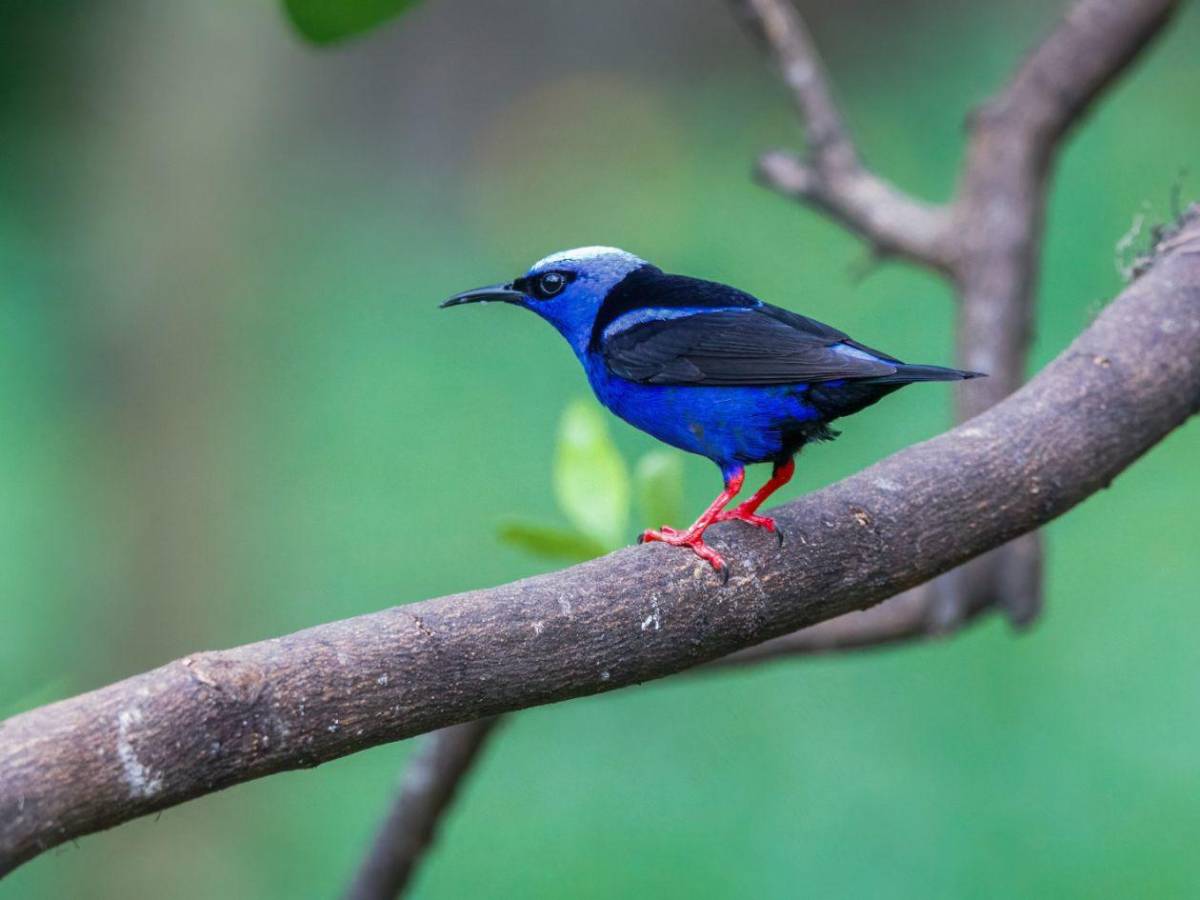 Honduras protege su tesoro natural: impulsa plan para salvar su biodiversidad