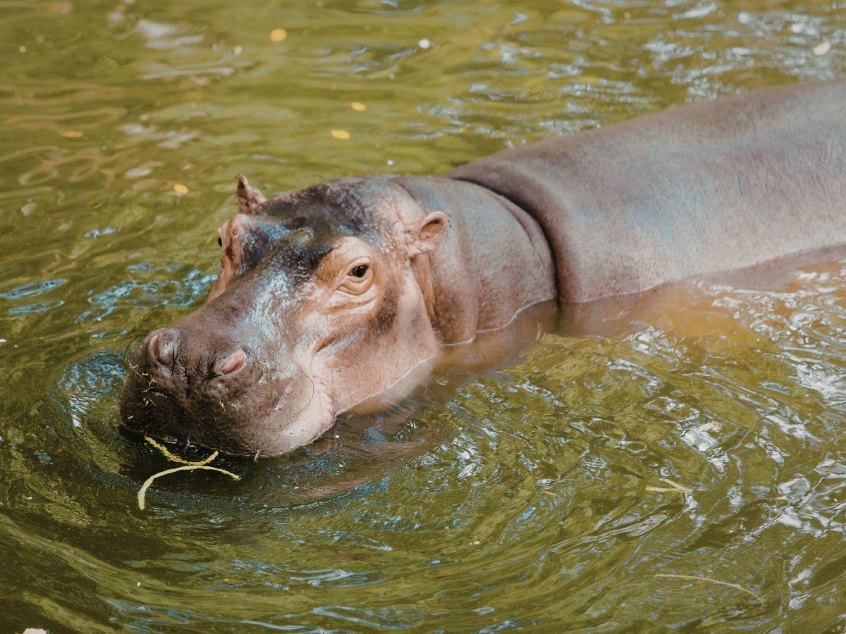 Hijo de Pablo Escobar rompe el silencio: ¿qué pasó en la Hacienda Nápoles?