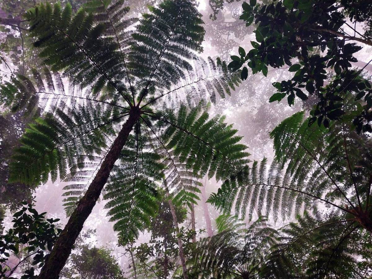 De bosques nublados a playas vírgenes: así de bellos son estos cinco parques nacionales