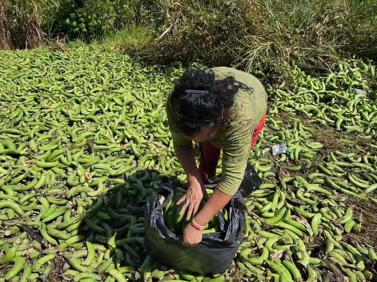 Una mujer recoge bananos verdes que transportaba la rastra.