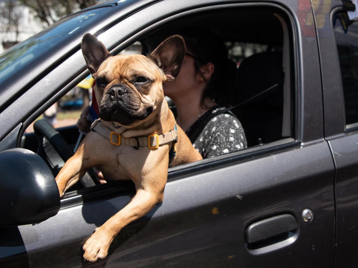 Una mascota es el remedio para la ansiedad causada por las próximas elecciones