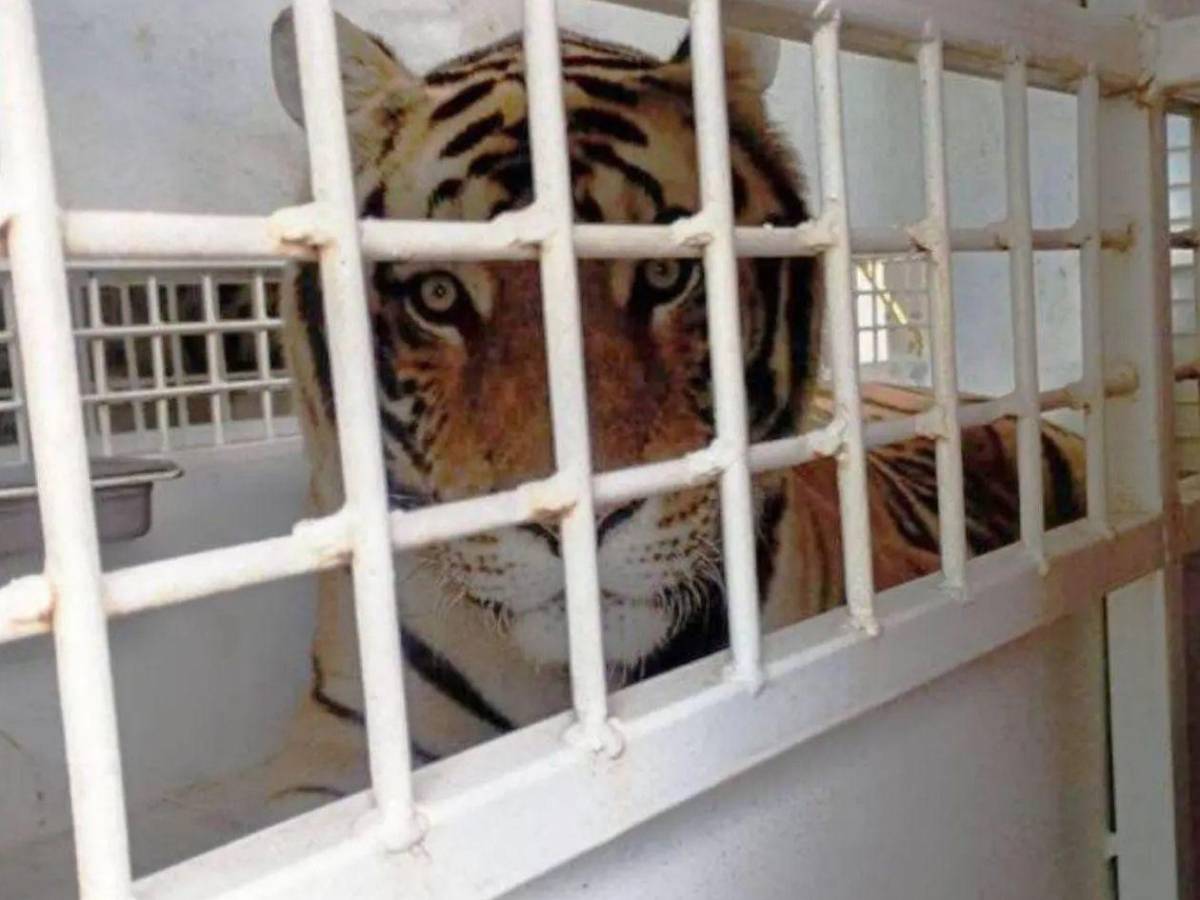 Esta es la razón por la que Honduras reubica ocho grandes felinos en EEUU