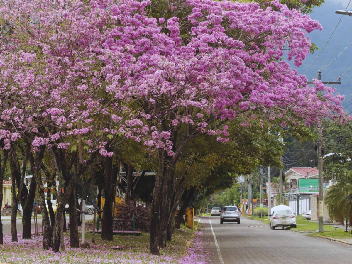 San Pedro Sula se viste de rosa con la floración de los macuelizos