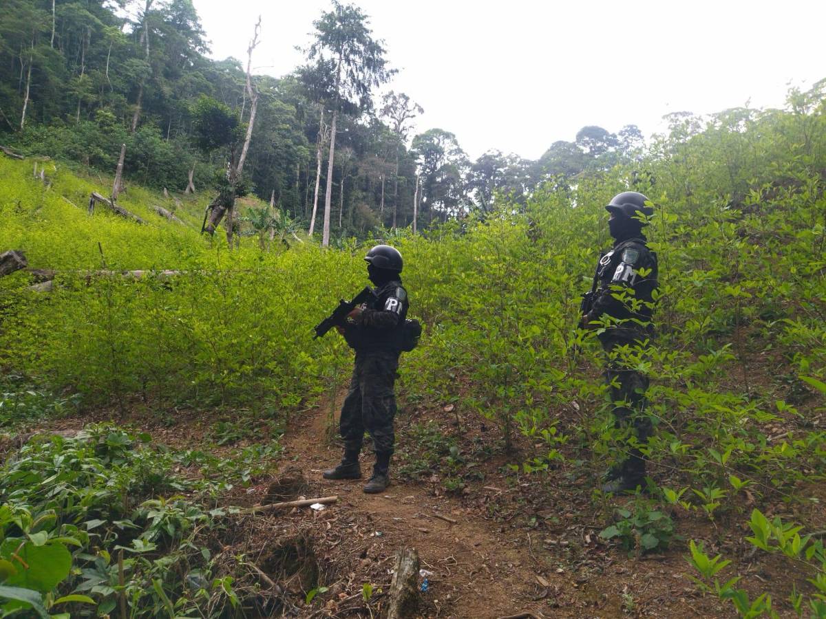 Incautan 337,590 plantas de hoja de coca en Altántida, Honduras