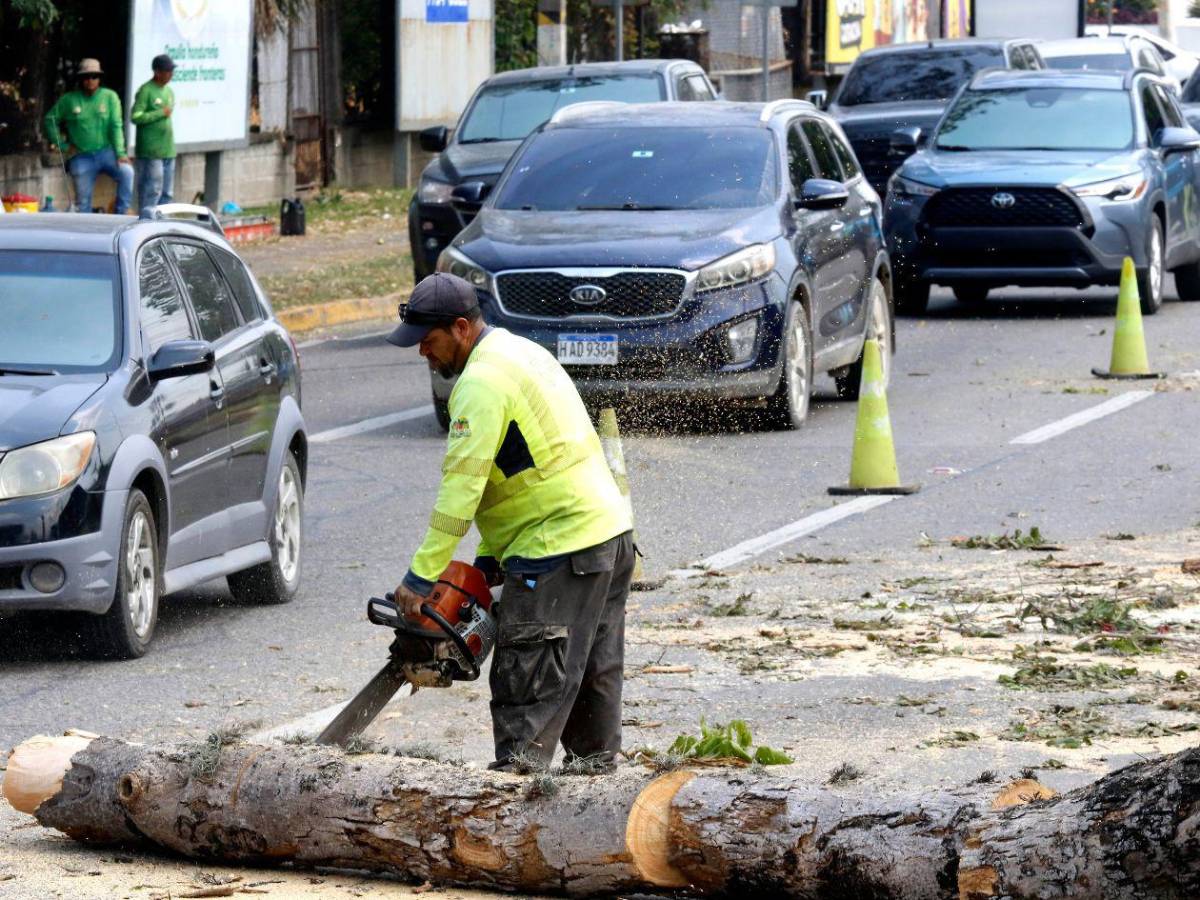 Crimen ambiental en la avenida circunvalación de San Pedro Sula