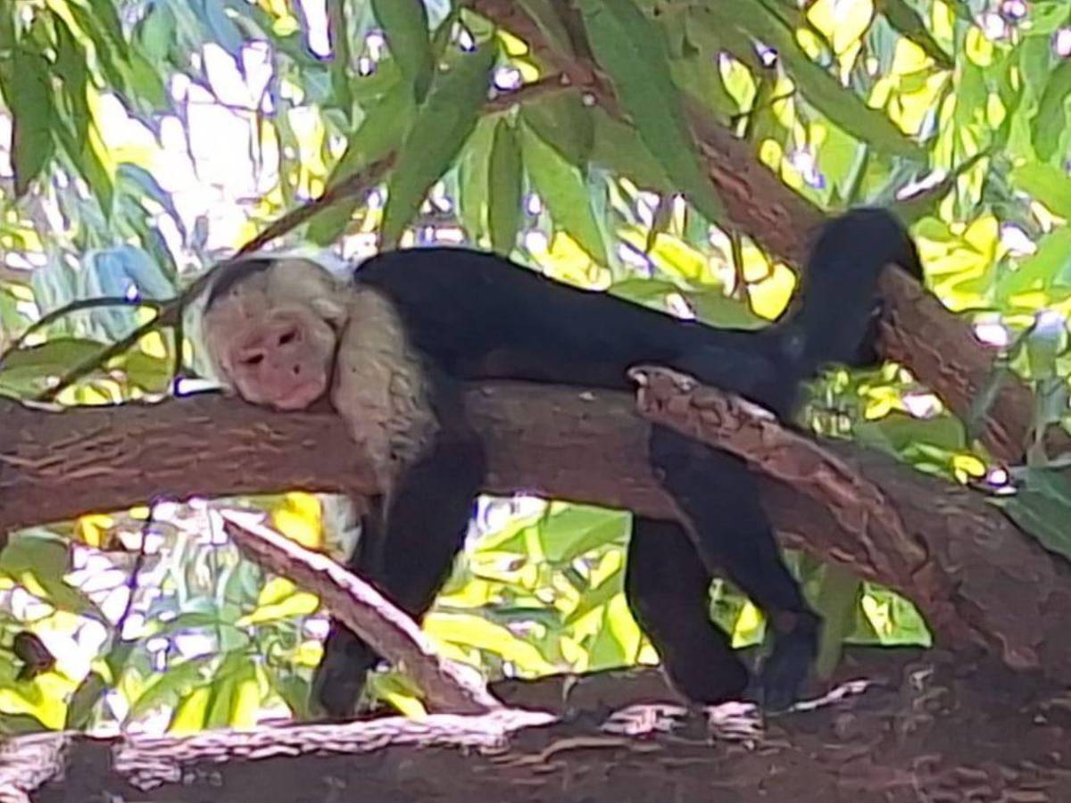 Hondureño halla a mono cepillándose los dientes en su casa