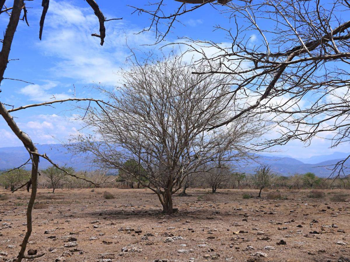 Alimentos, agua y salud: así será distribuida la ayuda para 762,000 hondureños