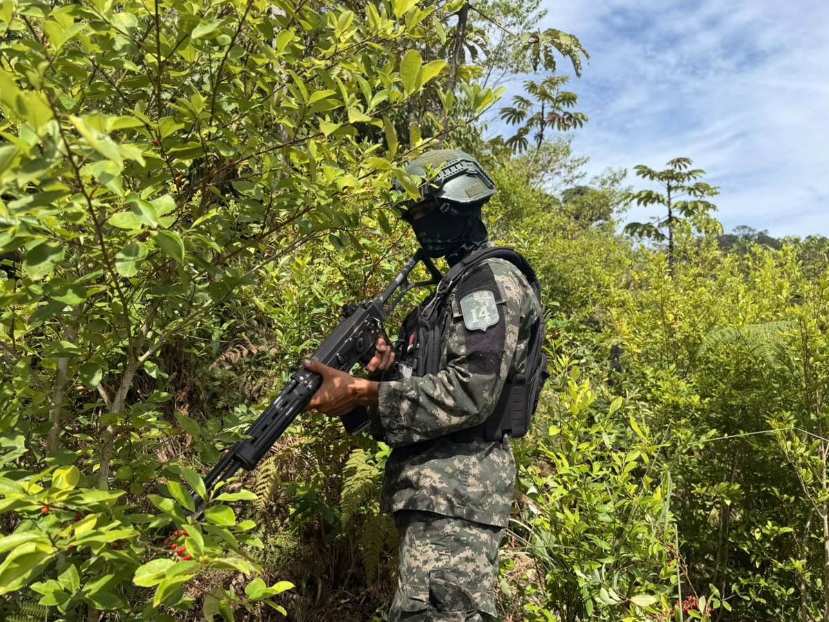 Ejército asegura cuatro plantaciones de coca y marihuana en Yoro