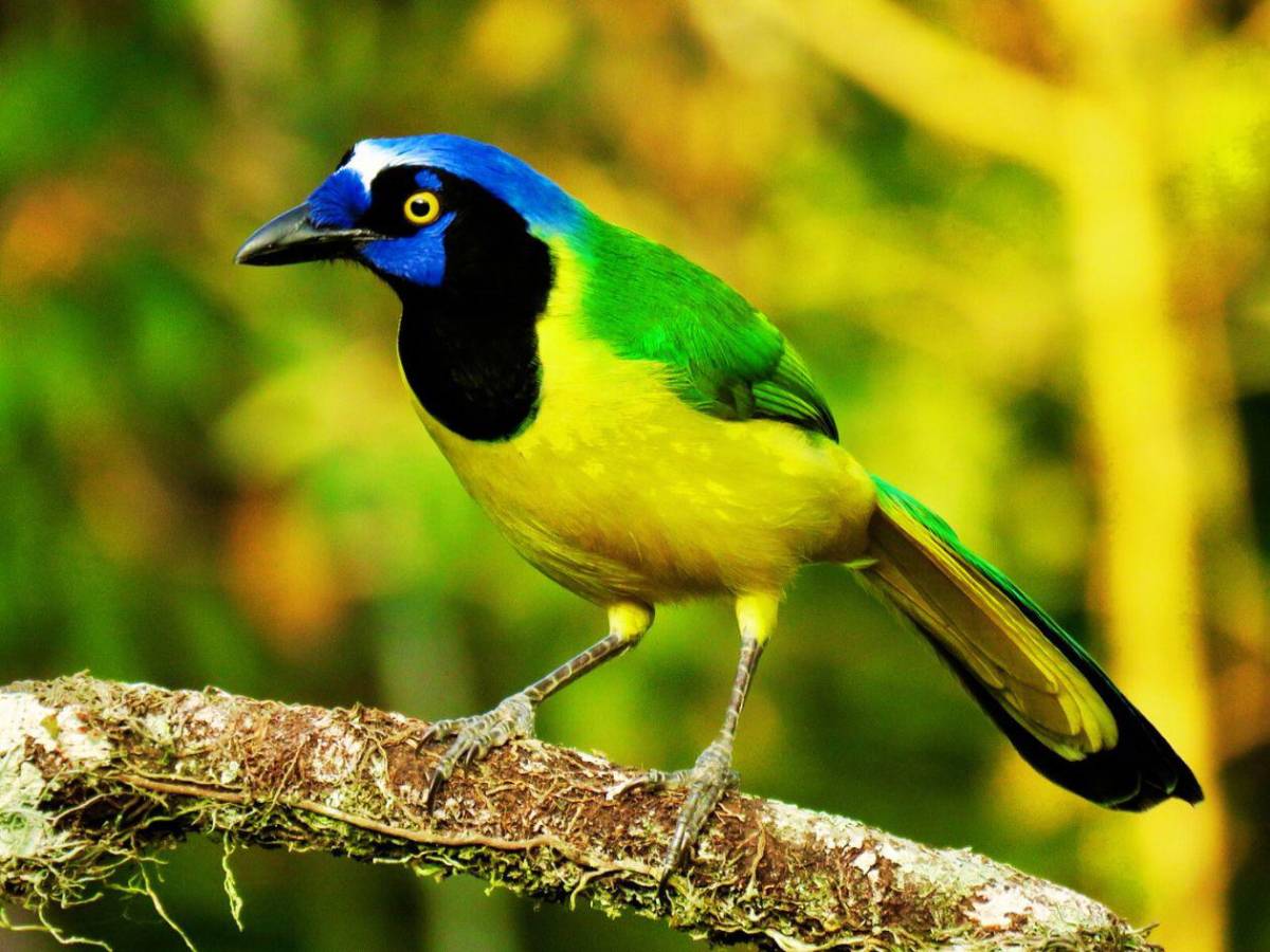 Honduras protege su tesoro natural: impulsa plan para salvar su biodiversidad