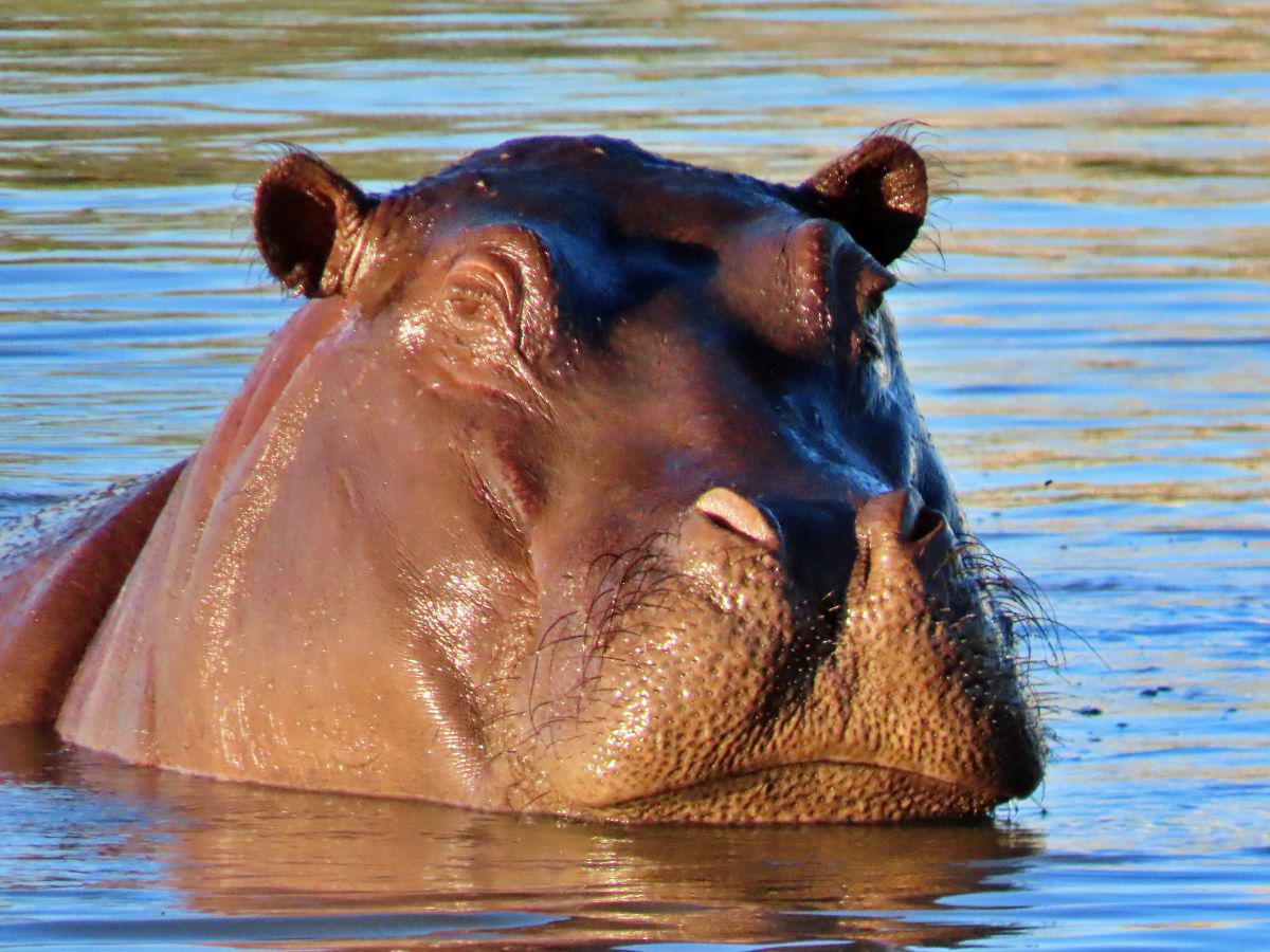 Hijo de Pablo Escobar rompe el silencio: ¿qué pasó en la Hacienda Nápoles?