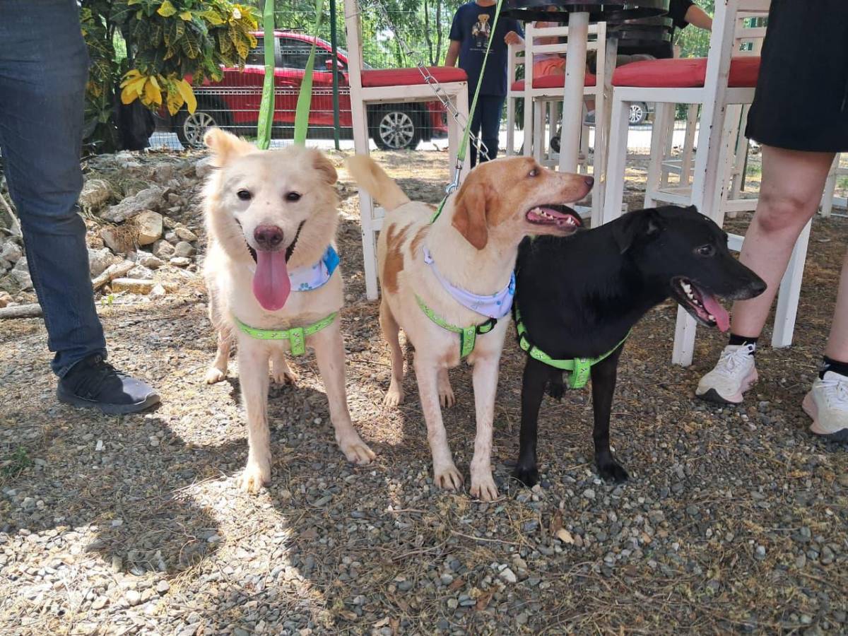 Angel Fest: un espacio fitness para compartir con la familia y mascotas